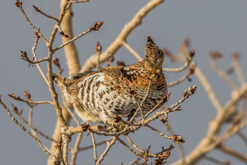 ruffed grouse in tree top eating seeds