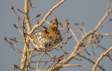 ruffed grouse in tree top eating seeds