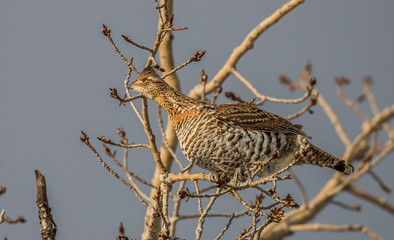 ruffed grouse in tree top eating seeds