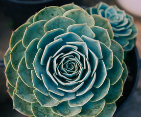 Succulent plants at botanic garden