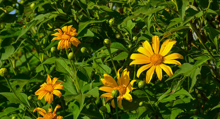 Mexican sunflower blooming in autumn
