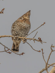 ruffed grouse in tree top eating seeds