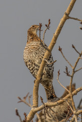 ruffed grouse in tree top eating seeds