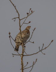 ruffed grouse in tree top eating seeds