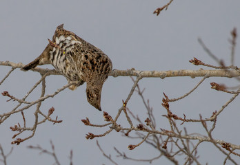 ruffed grouse in tree top eating seeds