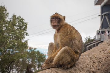 Sitting Monkey