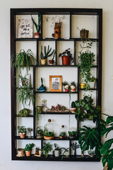 Many green plants on wooden shelf