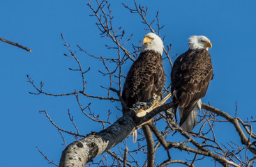 bald eagles perched on tree branch
