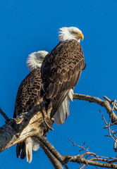 bald eagles perched on tree branch