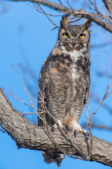 Great Horned Owl