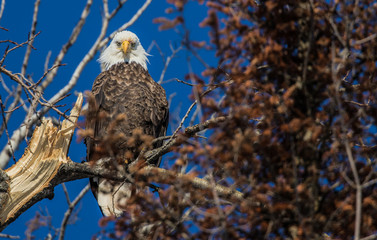 bald eagles perched on tree branch