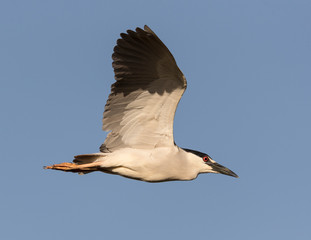 Fototapeta na wymiar Night Heron flying above the Florida Everglades