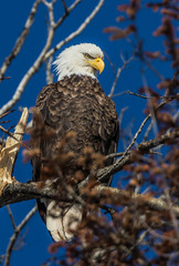 bald eagles perched on tree branch