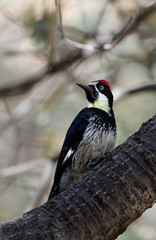 An acorn woodpecker perches in Madera Canon, Arizona.
