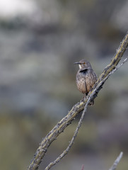 A curve-billed thrasher in Saguaro National Park, Arizona