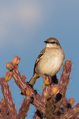 A northern mockingbird scolds anyone who will listen from atop a staghorn cactus in Saguaro National Park, Arizona