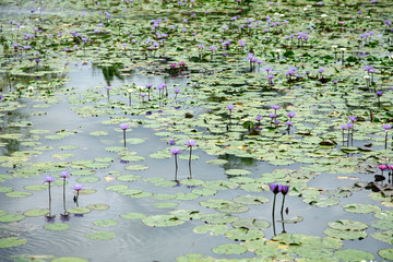 Asian lotus in pond, Thai water plant in pond