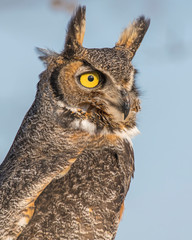 Great Horned Owl