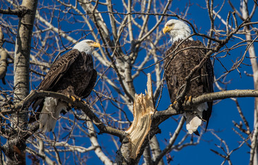 bald eagles perched on tree branch