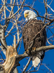 bald eagles perched on tree branch