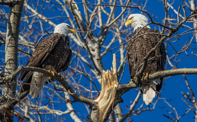 bald eagles perched on tree branch
