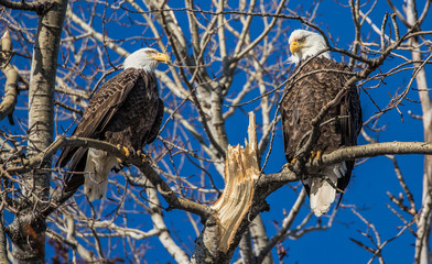bald eagles perched on tree branch