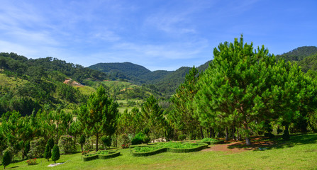 Fototapeta na wymiar Green park with many pine trees