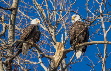 bald eagles perched on tree branch