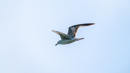 Sea gull in the clear blue sky.