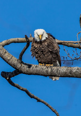 bald eagles perched on tree branch