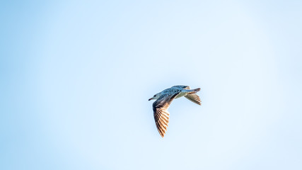 Sea gull in the clear blue sky.