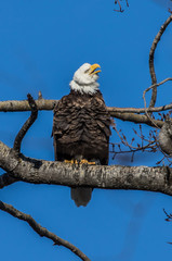 bald eagles perched on tree branch