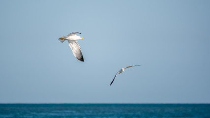 Fototapeta na wymiar Two Sea gulls in the clear blue sky