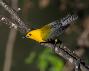 Prothonotary Warbler on a perch