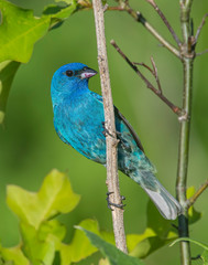 Indigo Bunting on a perch