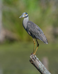 Yellow-crowned Night Heron on a perch