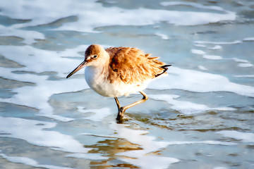 Red Knots (birds) by the seashore. 