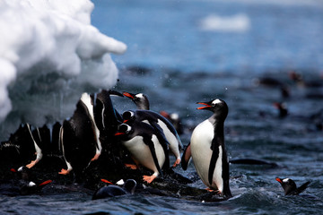 Group of gentoo penguins on the shore of Antarctica fighting with each other with open beaks