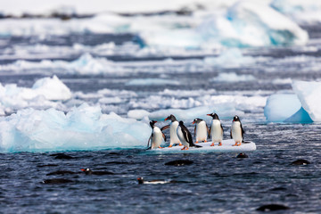 Group of penguins in Antarctica on an iceberg in the cold water jumping on and off the ice