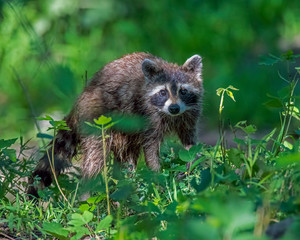 Racoon in the woods