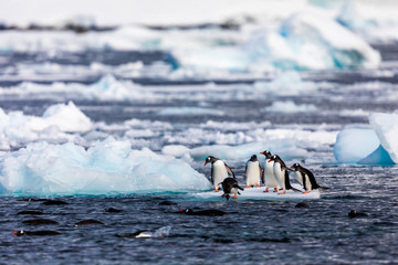 Group of penguins in Antarctica on an iceberg in the cold water jumping on and off the ice