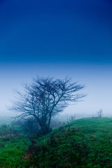 Solitary tree on a foggy morning, Stowe, Vermont, USA