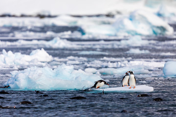 Group of penguins in Antarctica on an iceberg in the cold water jumping on and off the ice