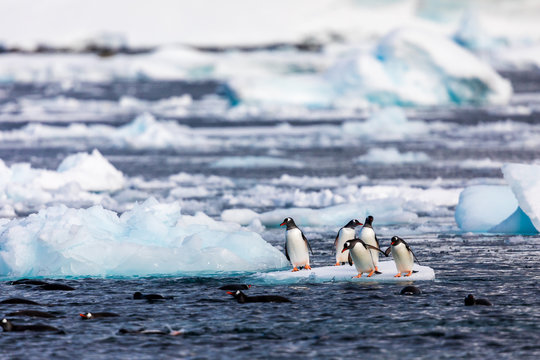 Group of penguins in Antarctica on an iceberg in the cold water jumping on and off the ice