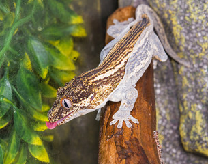 Gargoyle Gecko shedding skin