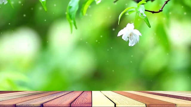 white moke blossoms smell fragrant and sway in wind in garden wood floor and water drop1