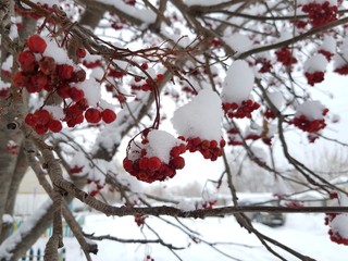 Red rowan in the snow