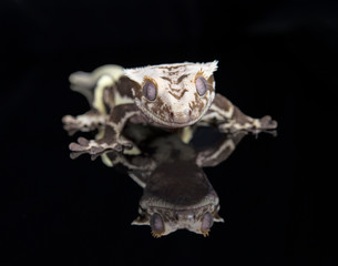 Lilly White Crested Gecko with reflection