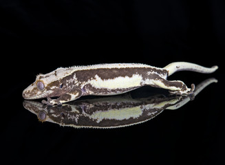 Lilly White Crested Gecko with reflection