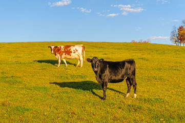 Closeup of a cow looking at the camera, Stowe, Vermont, USA
